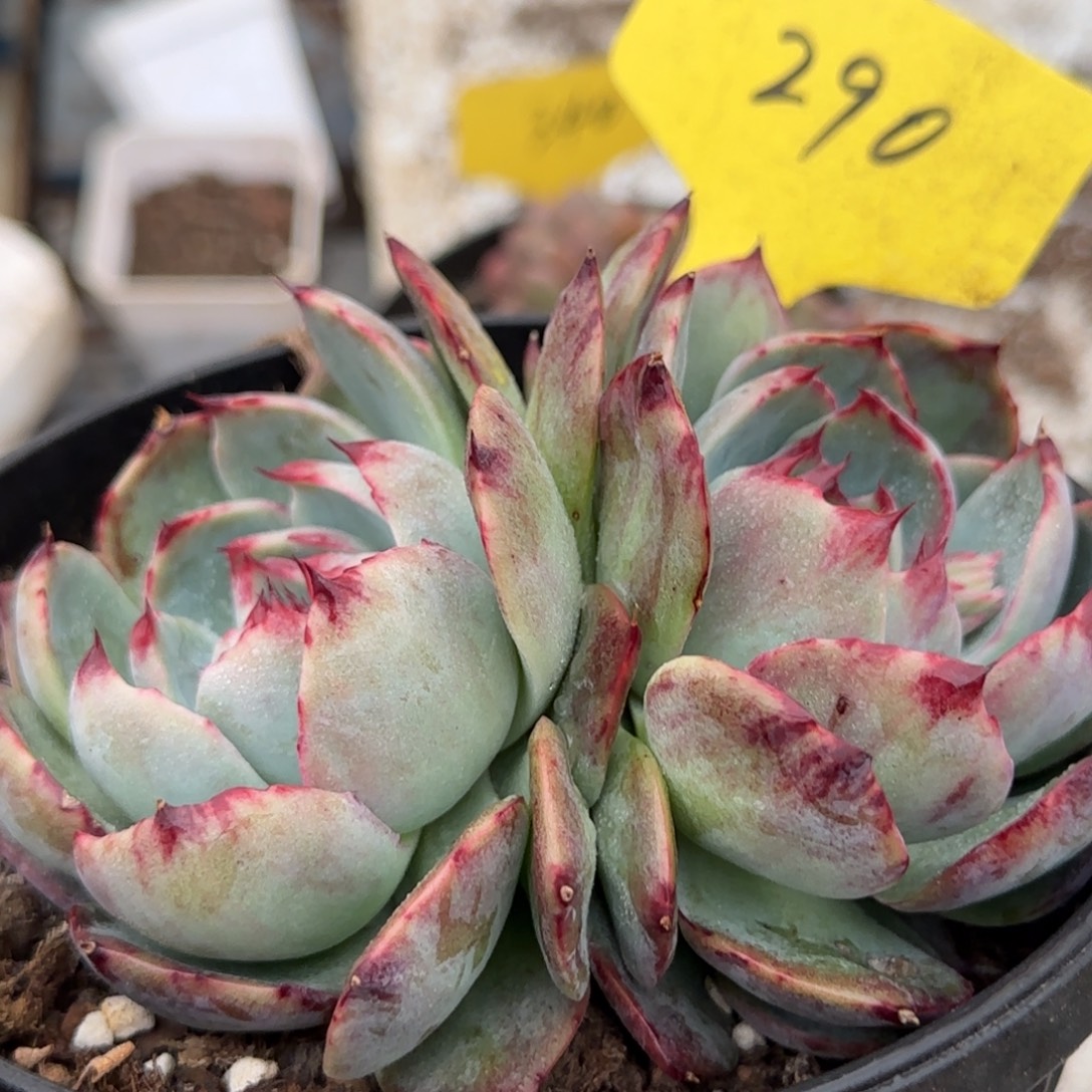 黑红拉丝惊鸿一物一拍包装收缩花旱290