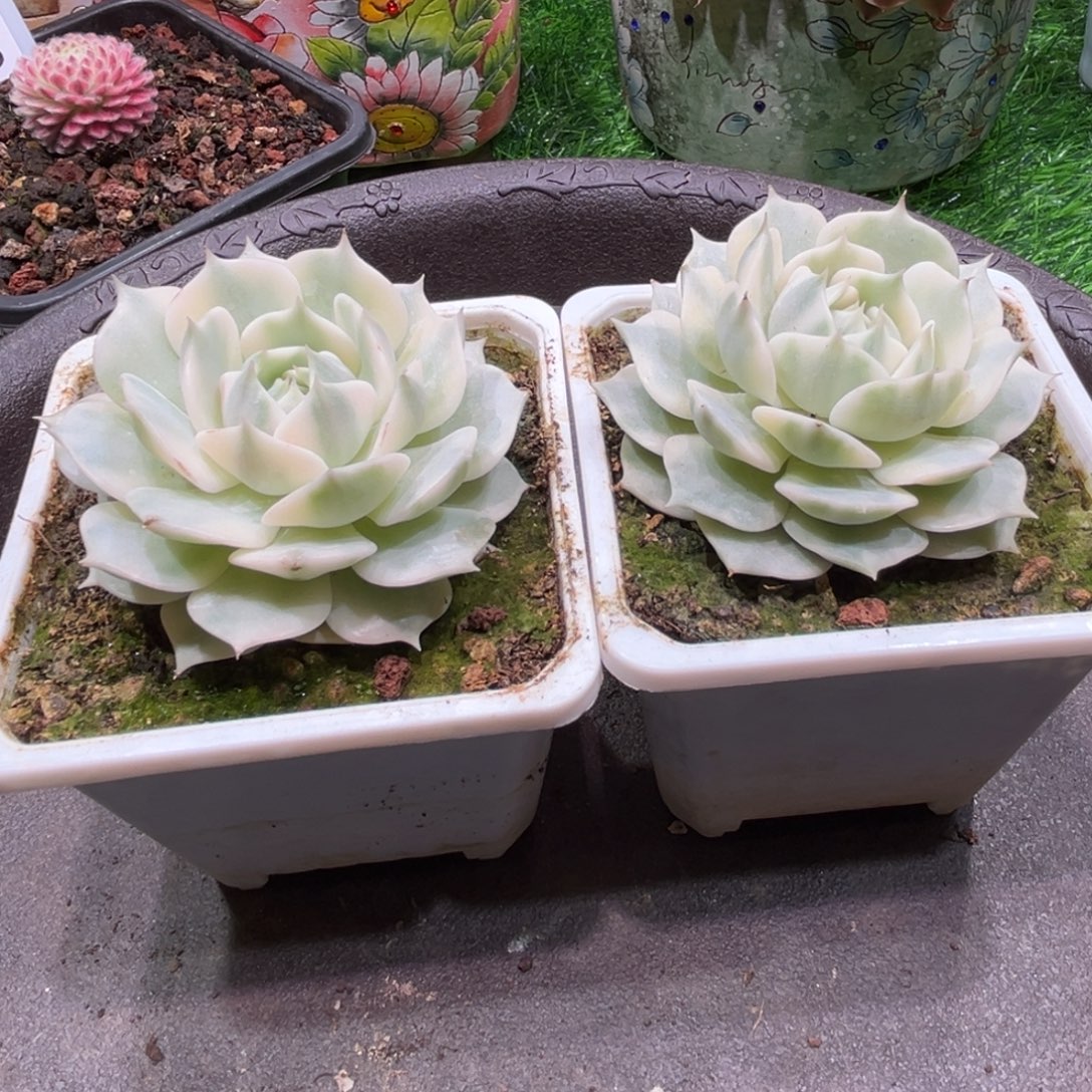 爱***壳露莲娜锦，一物一拍。