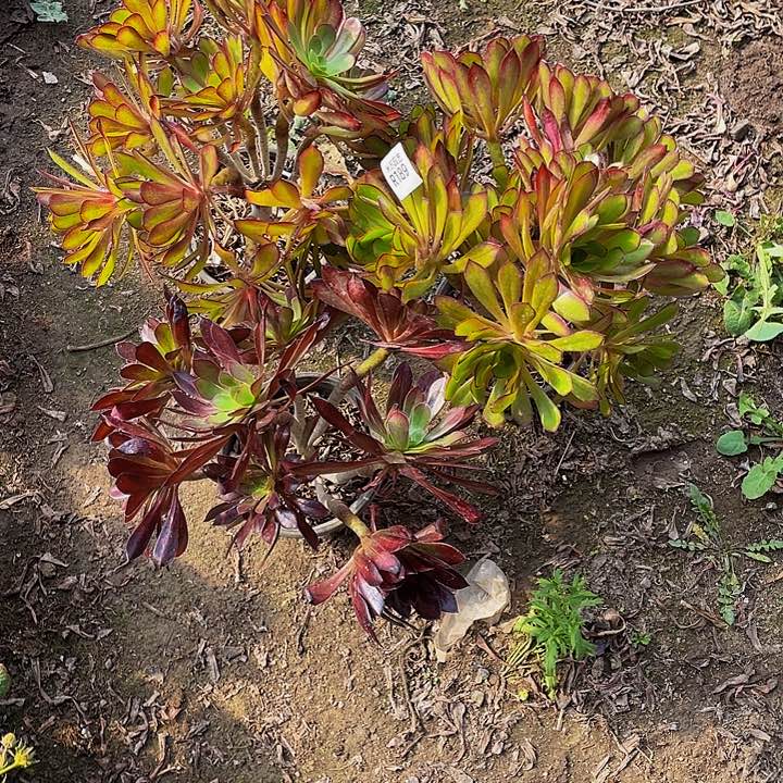 189多肉植物和植物的