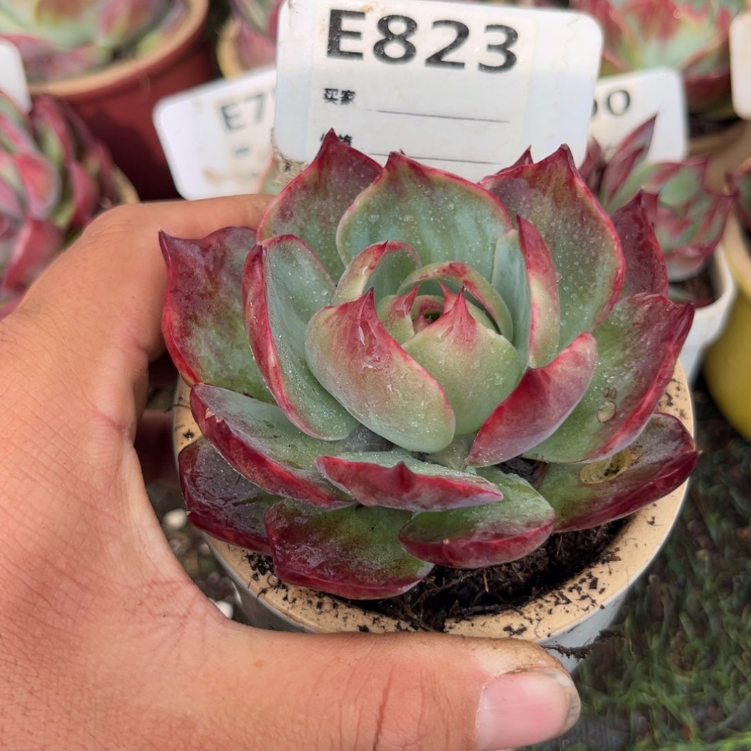 惊鸿一瞥823有点瑕疵多肉