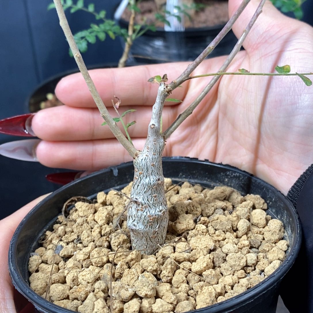 尼勒达乳香实生小苗