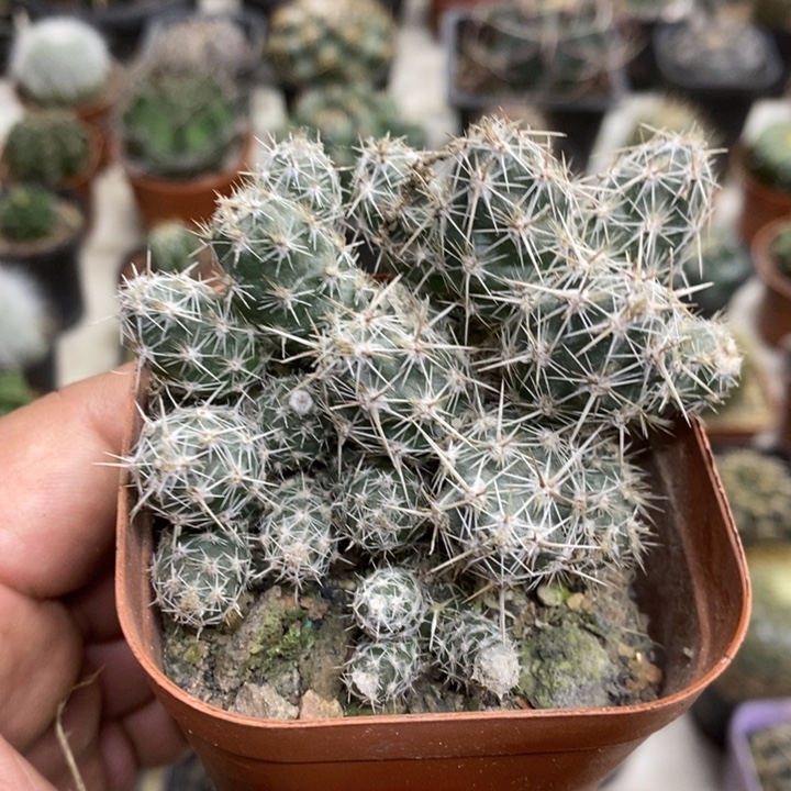 舞豆团扇特价福利