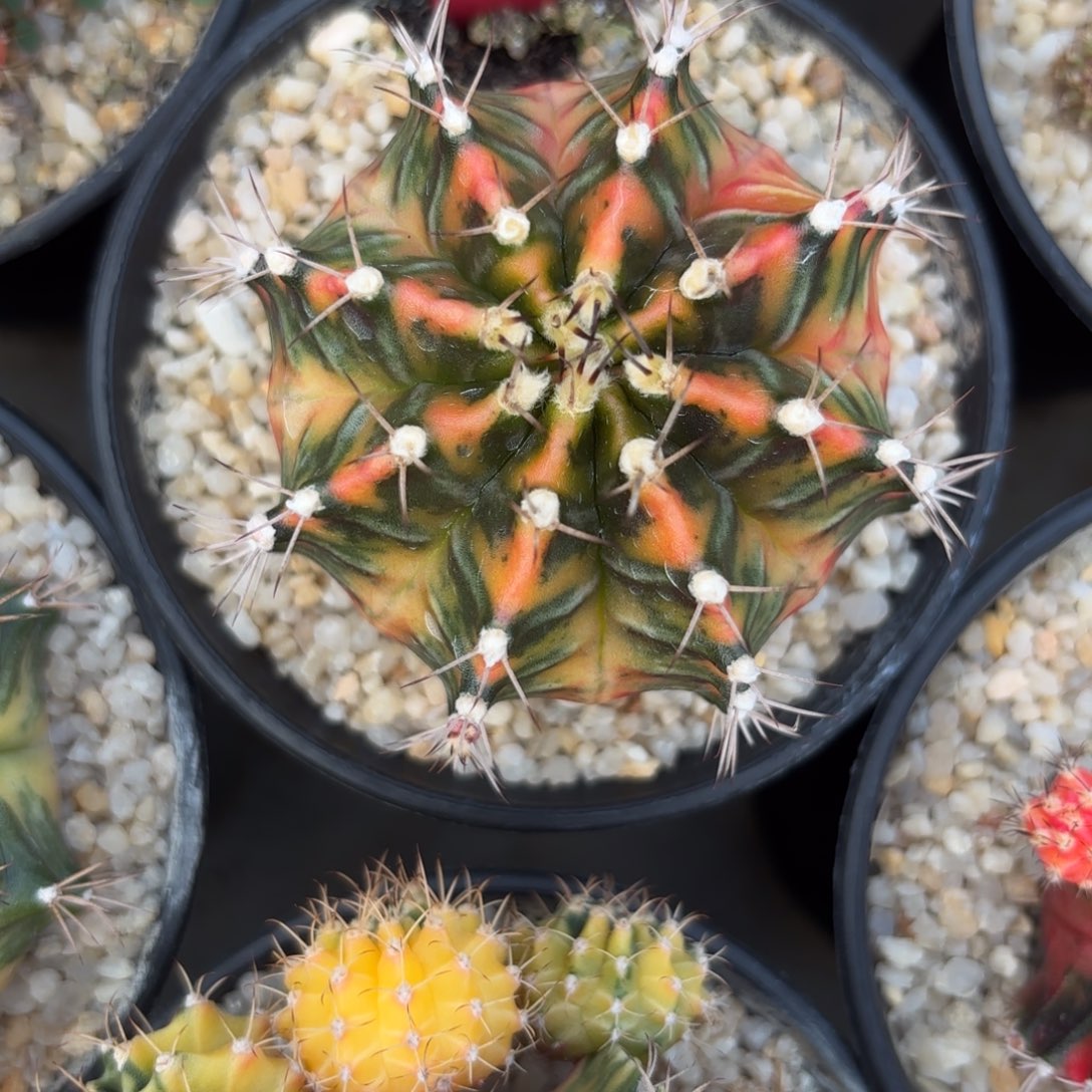 L508-1209泰国发货 9s