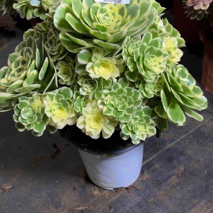 瑞妈，，，，，。352冷月