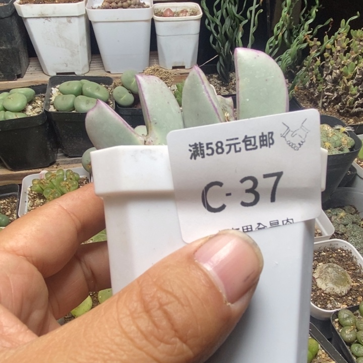 人***名26666666666666666699