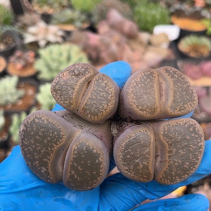 469 日轮老母本 卡8.4 脱土