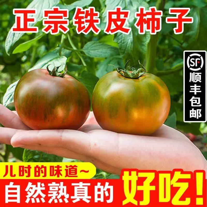 k顺丰明天到 4斤东北碱地草莓番茄 铁皮西红柿 生吃西红柿 酸酸甜甜番茄同城送辽宁省