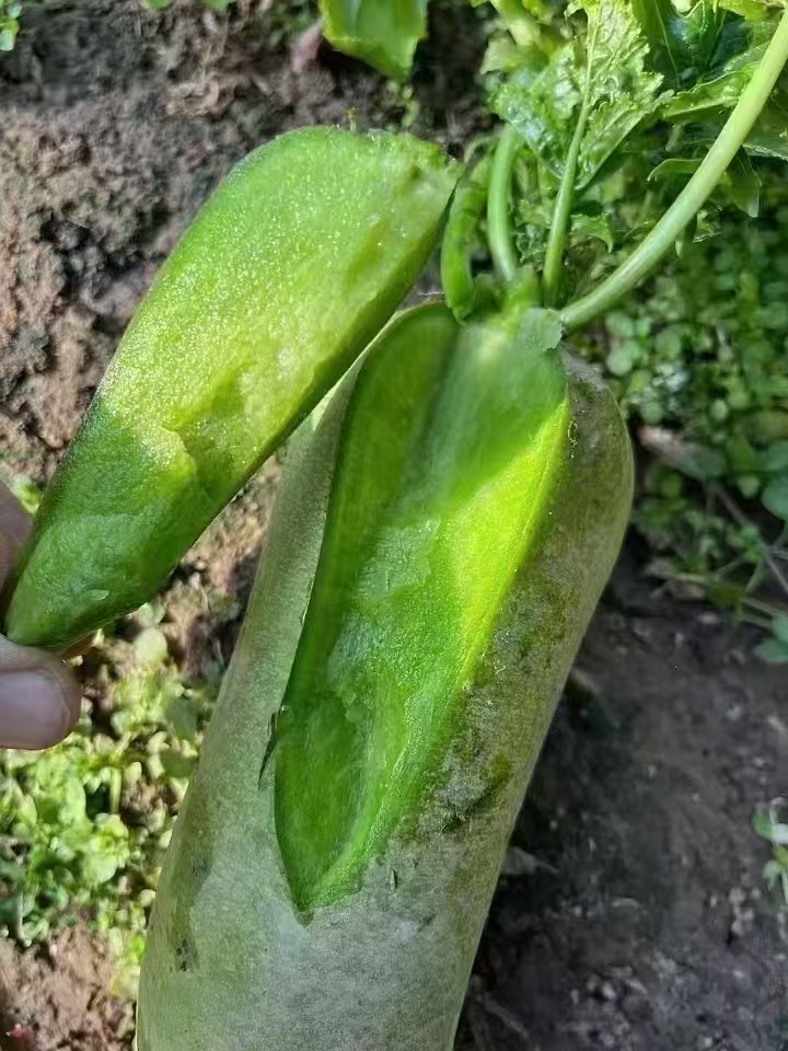 （京东快递）天津特产沙窝萝卜水果萝卜冰激凌萝卜净重9斤