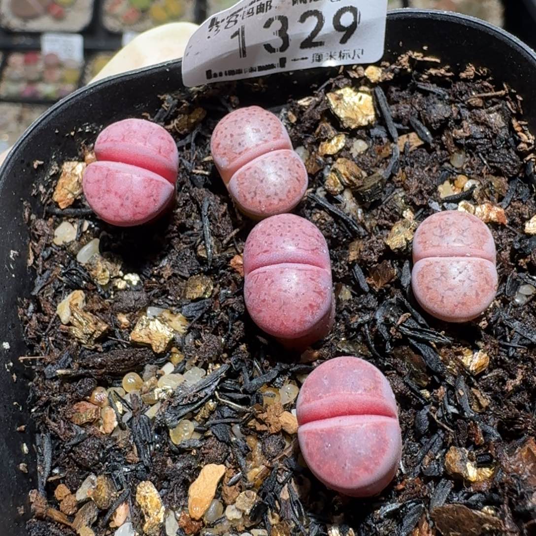 zzzz生石花肉锥1329