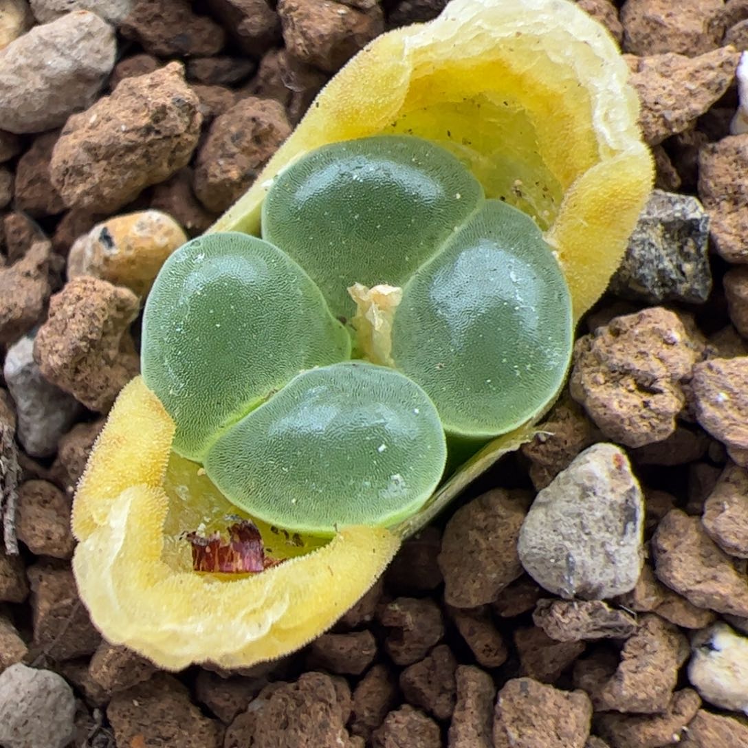 0850号极窗 多肉植物