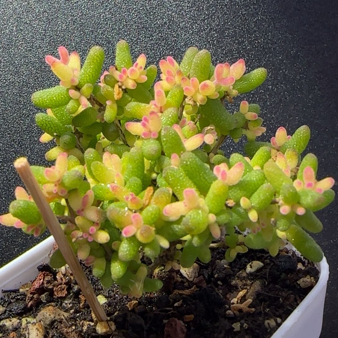 dy1005糖球黄锦飞机猪老桩直杆