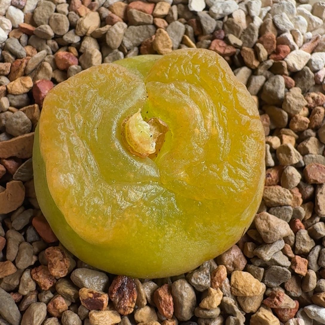 鲸***喜1208-028柿饼蟠桃1801.1