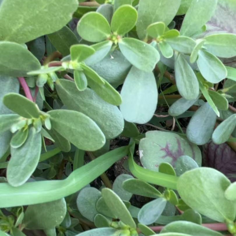 现摘现发的马齿苋1斤绿色蔬菜