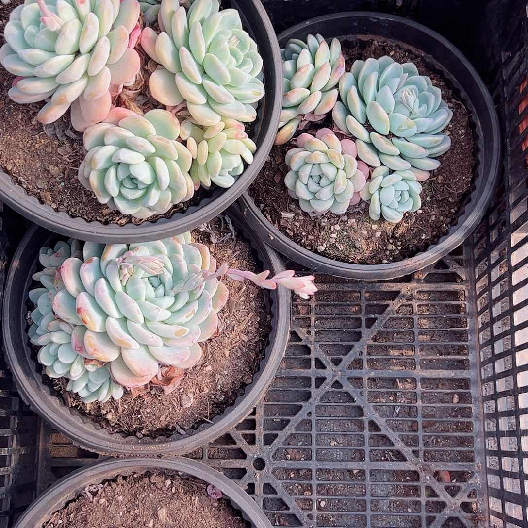 冰玉三头大盆整桩