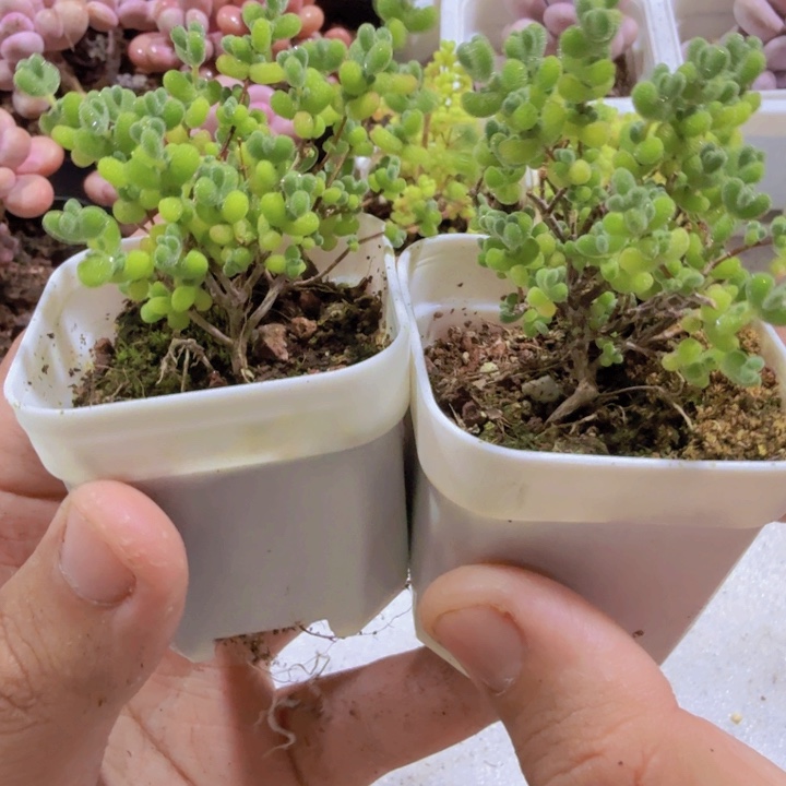 爱心莱斯枝干福利一颗
