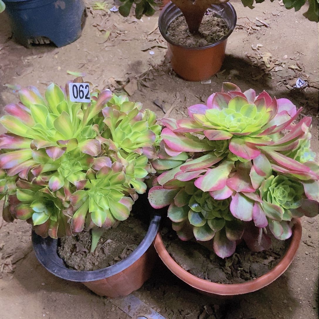 062两个老庄朵朵特价不周正有