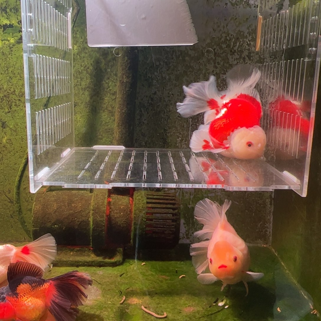 金鱼百褶泰师压成3