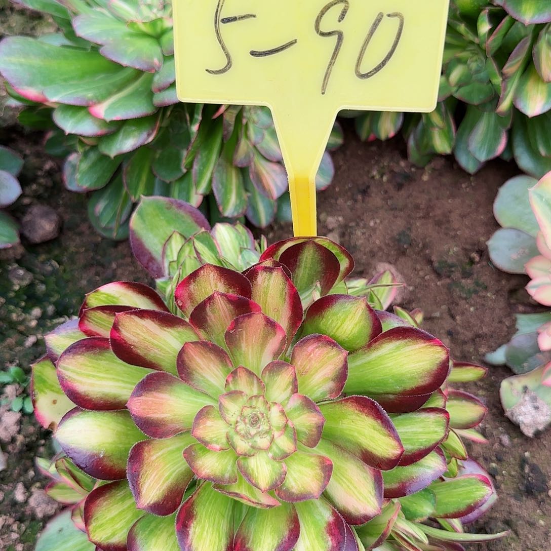 ?****g5-90---多头多肉植物