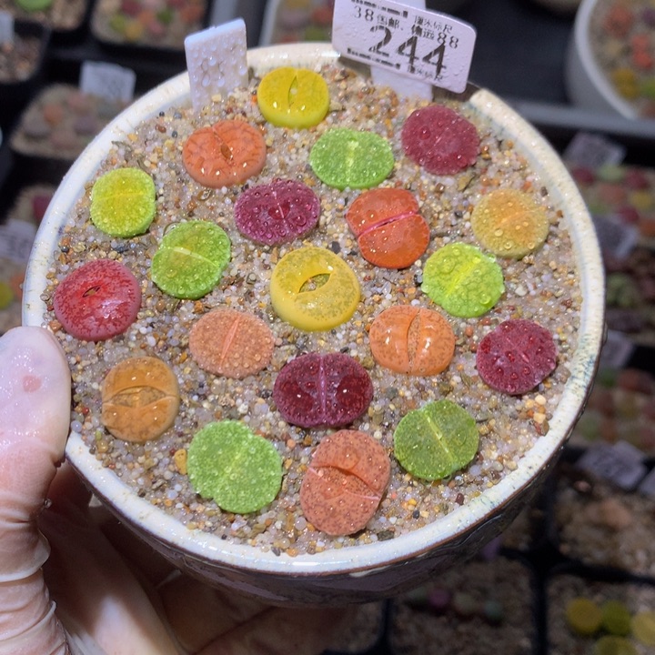 Sss精品生石花244