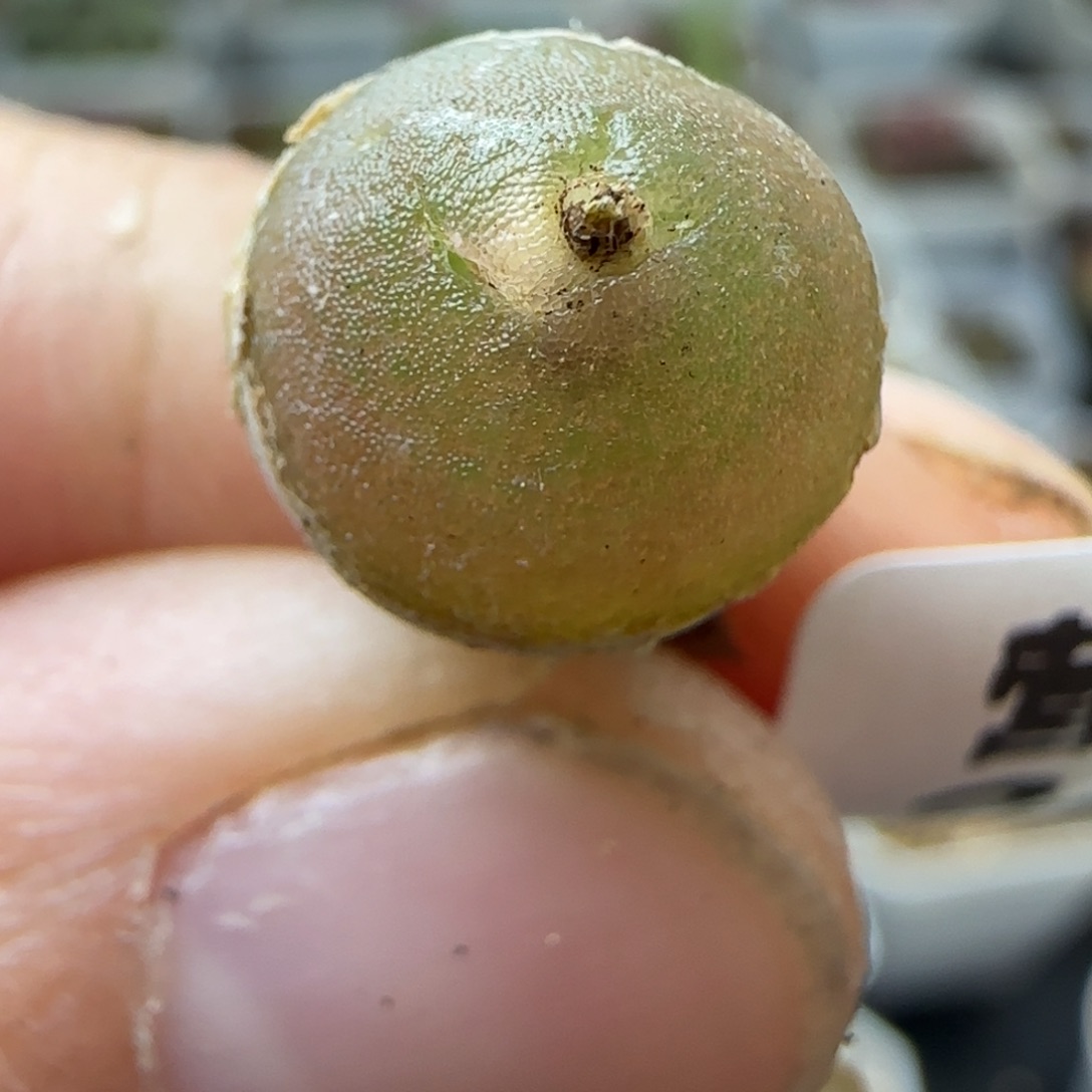 1厘米哈莫特有伤2493