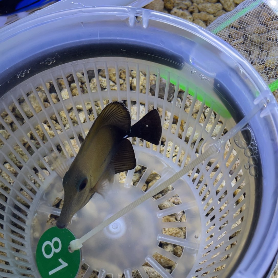 海水鱼三角吊一条顺丰包邮