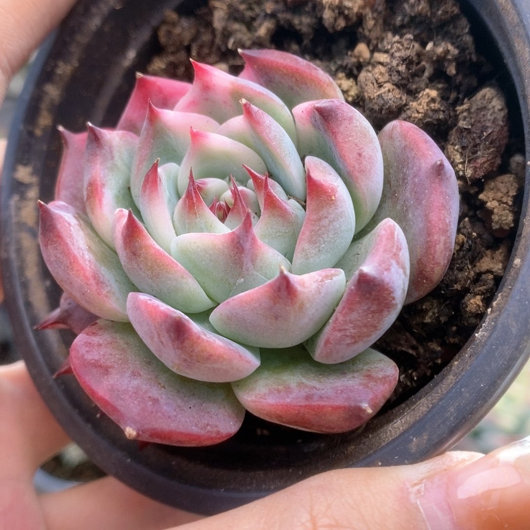 060半覆轮锦锦锦锦锦