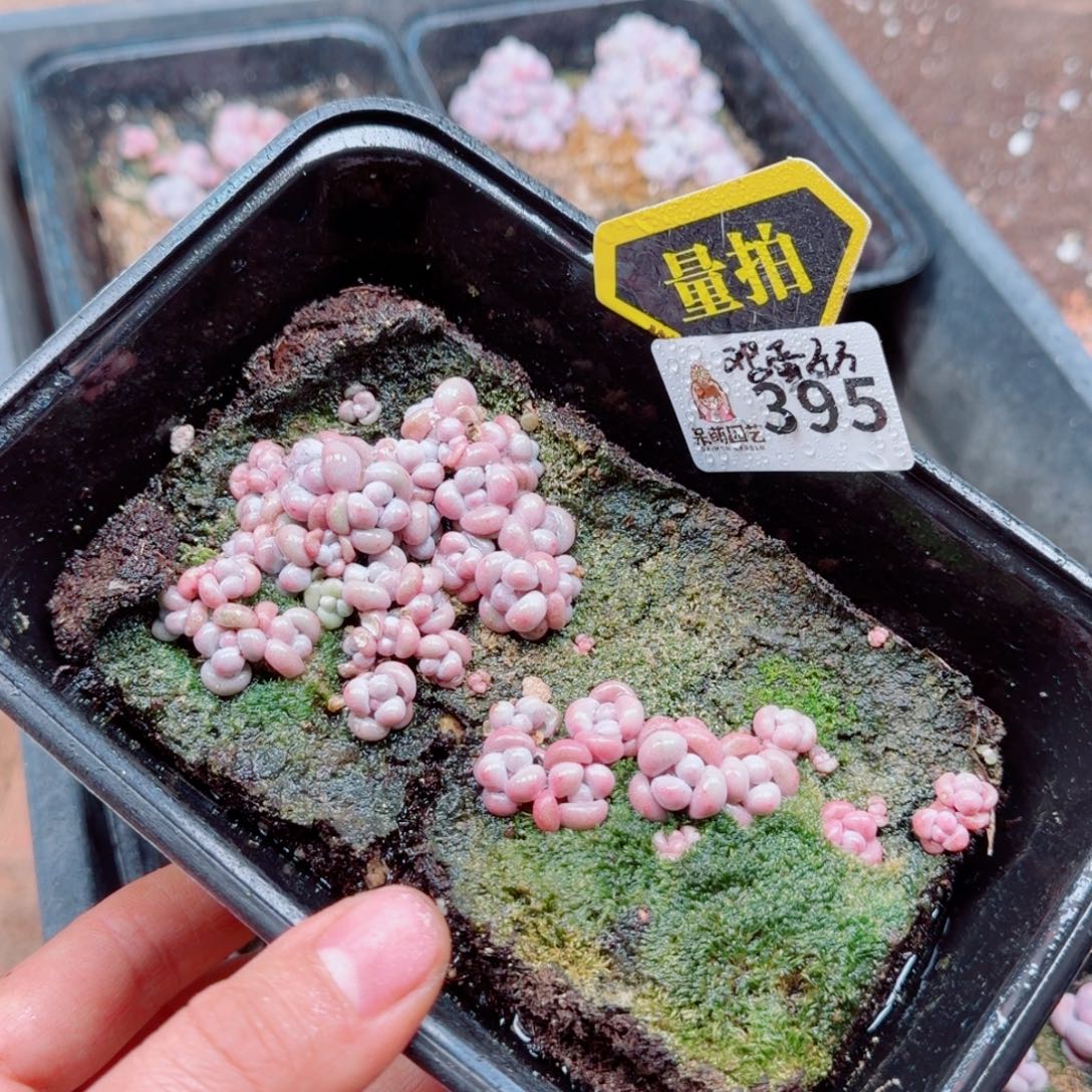 多肉植物多肉植物