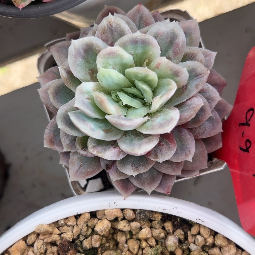 满38包邮哈迪斯多肉