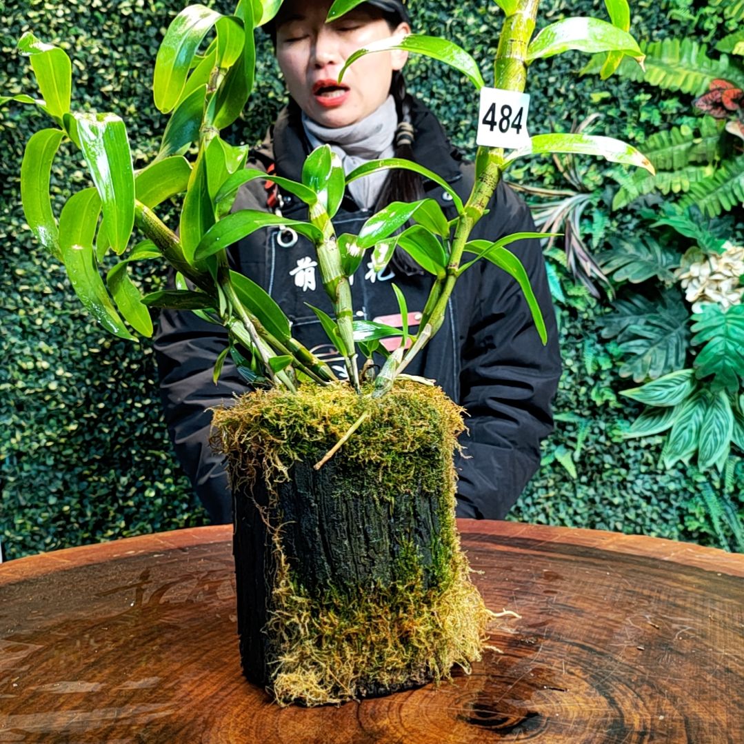 【闪购商品】484七彩扭瓣花卉