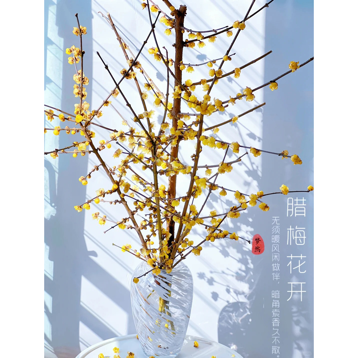 云花巷 *  【中国腊梅】鲜花优选顺丰直发