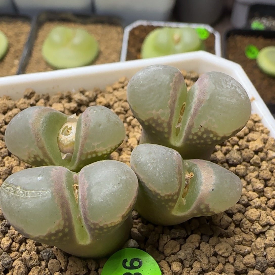 漂漂亮亮多肉植物988