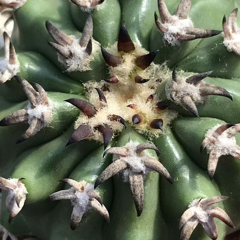 仙人球猫爪圆盘玉实生籽播圆盘玉属实生籽播球体冠径5.1厘米实物