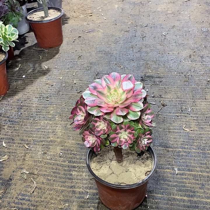 涵****316，倾城多肉135678890000