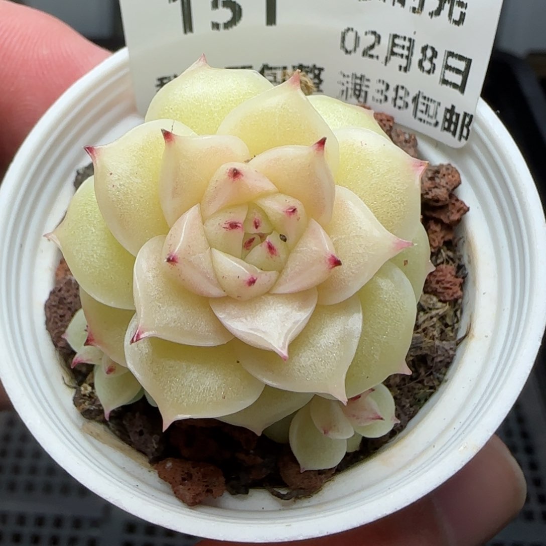 0208-151麦秆麦秆