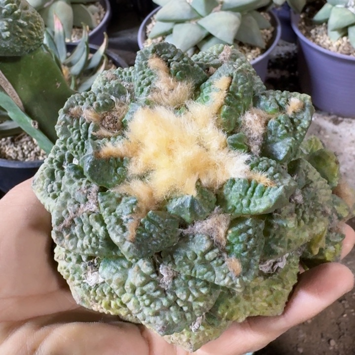 142勾尤哥斯拉牡丹锦仙人球