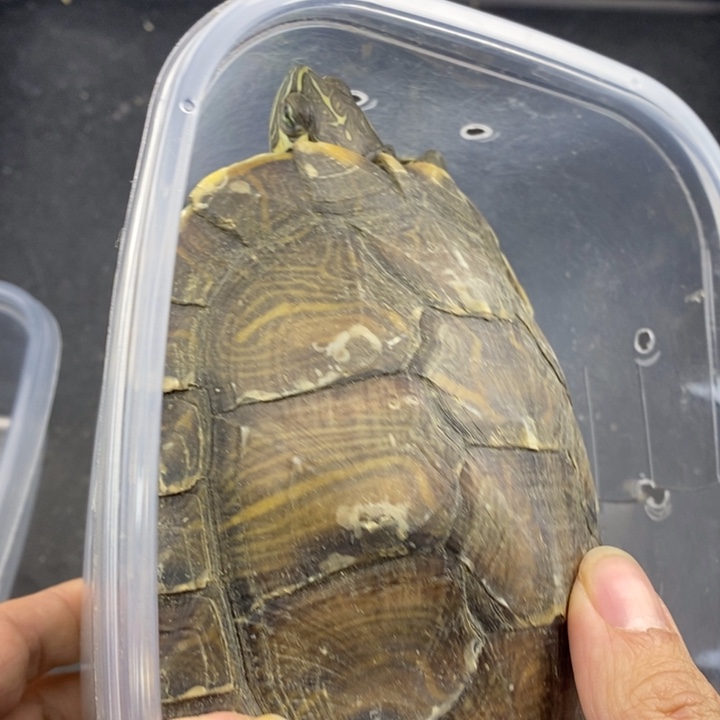 巴西彩龟母666666