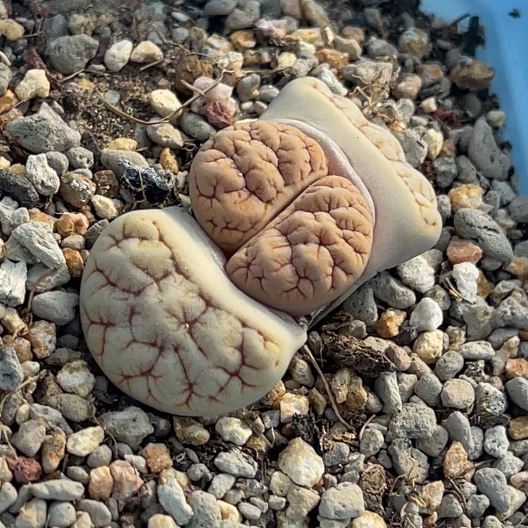 9922睫毛凹凸铁189