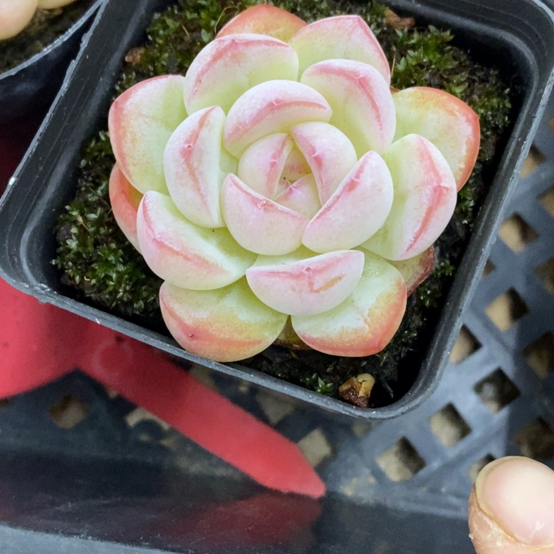 精品多肉一物拍不包整169