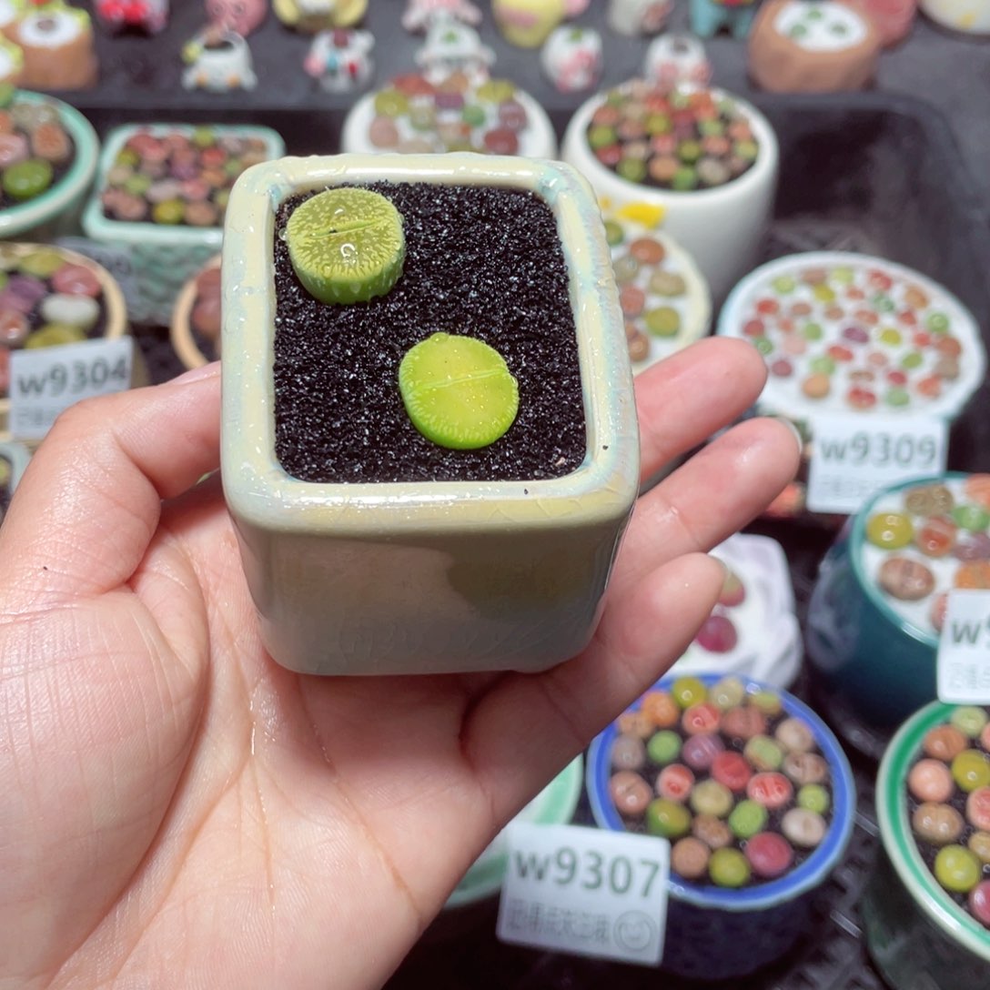 w9314 带盆土发货-零下地区拍保温箱