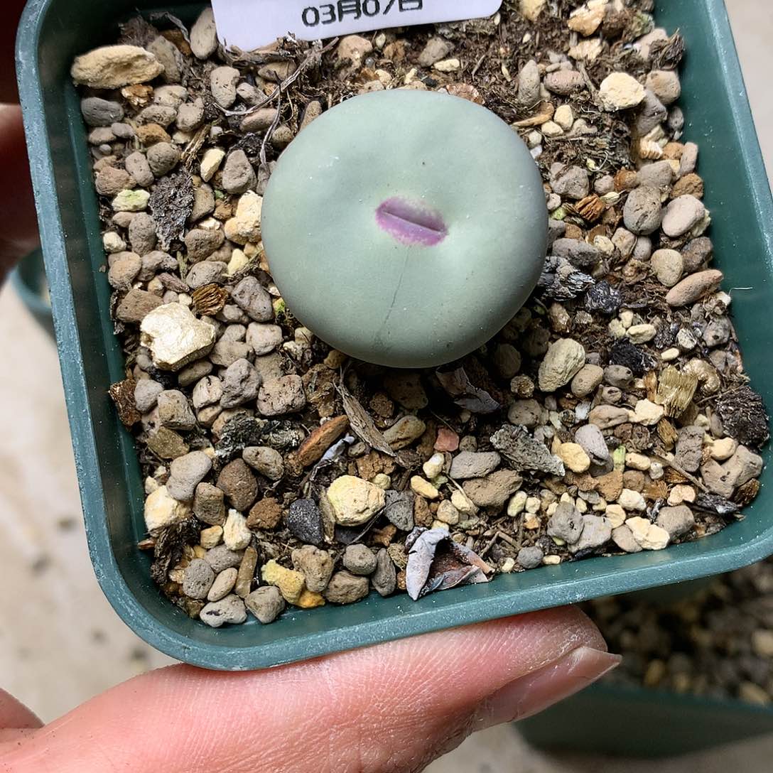 便****?E585多肉植物保护研究所