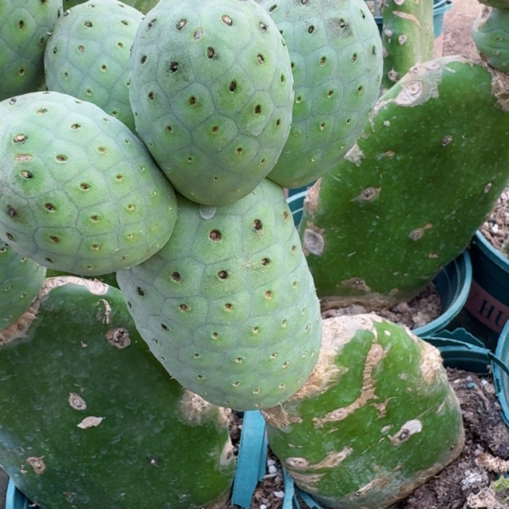 无花朵003大绿皮陨石坑习一号