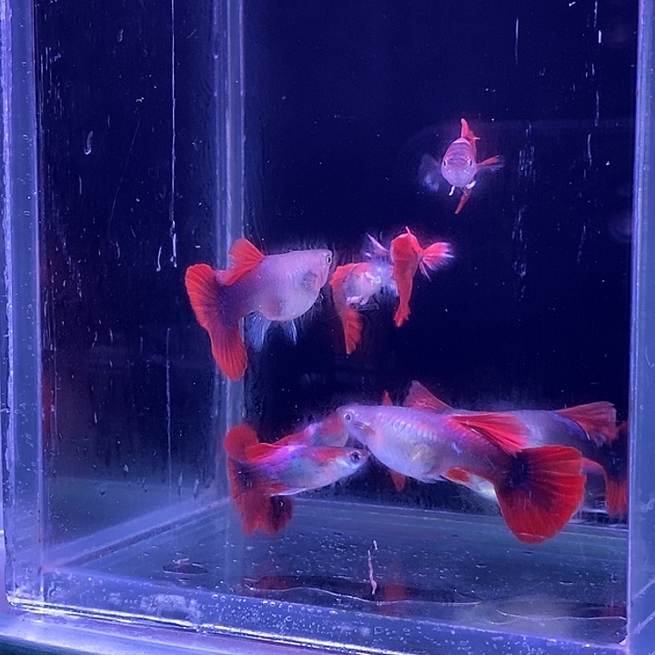 孔雀鱼扇子5对孔雀鱼