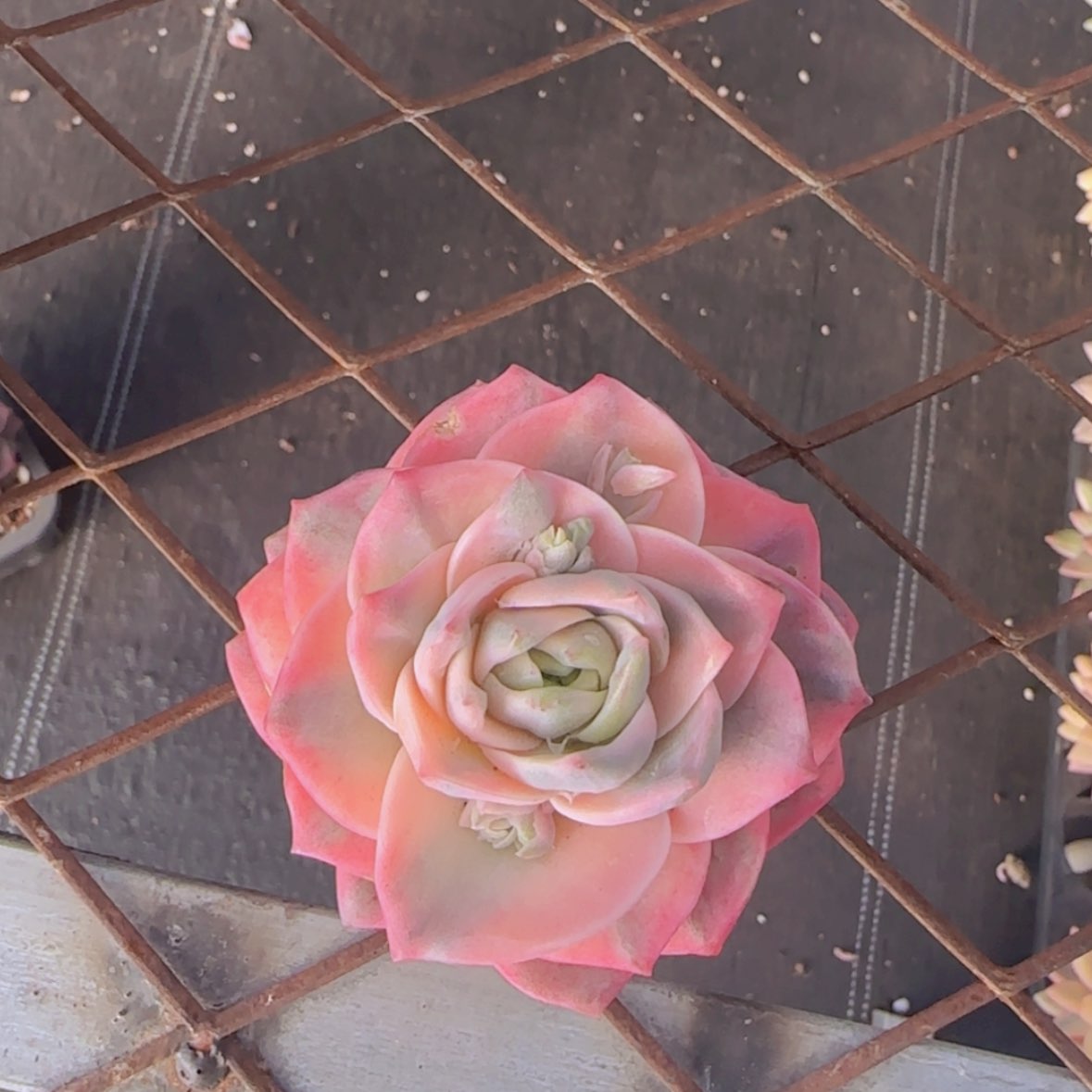 【闪购商品】可爱玫瑰彩锦39.9