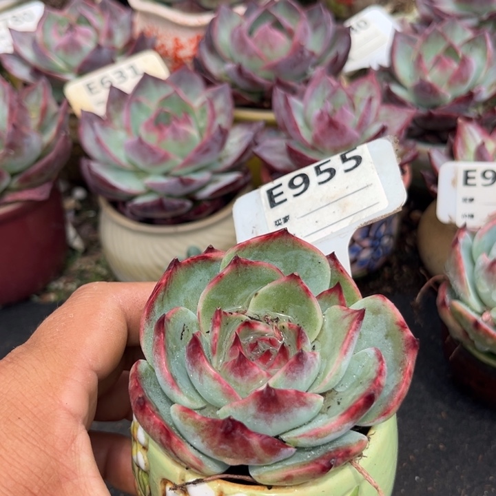 惊鸿一瞥多肉植物955