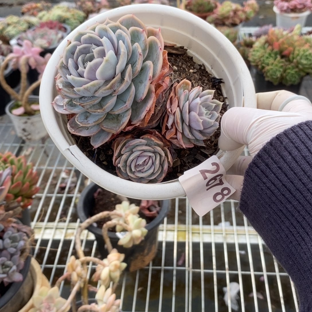 2678蓝色惊喜一物一拍