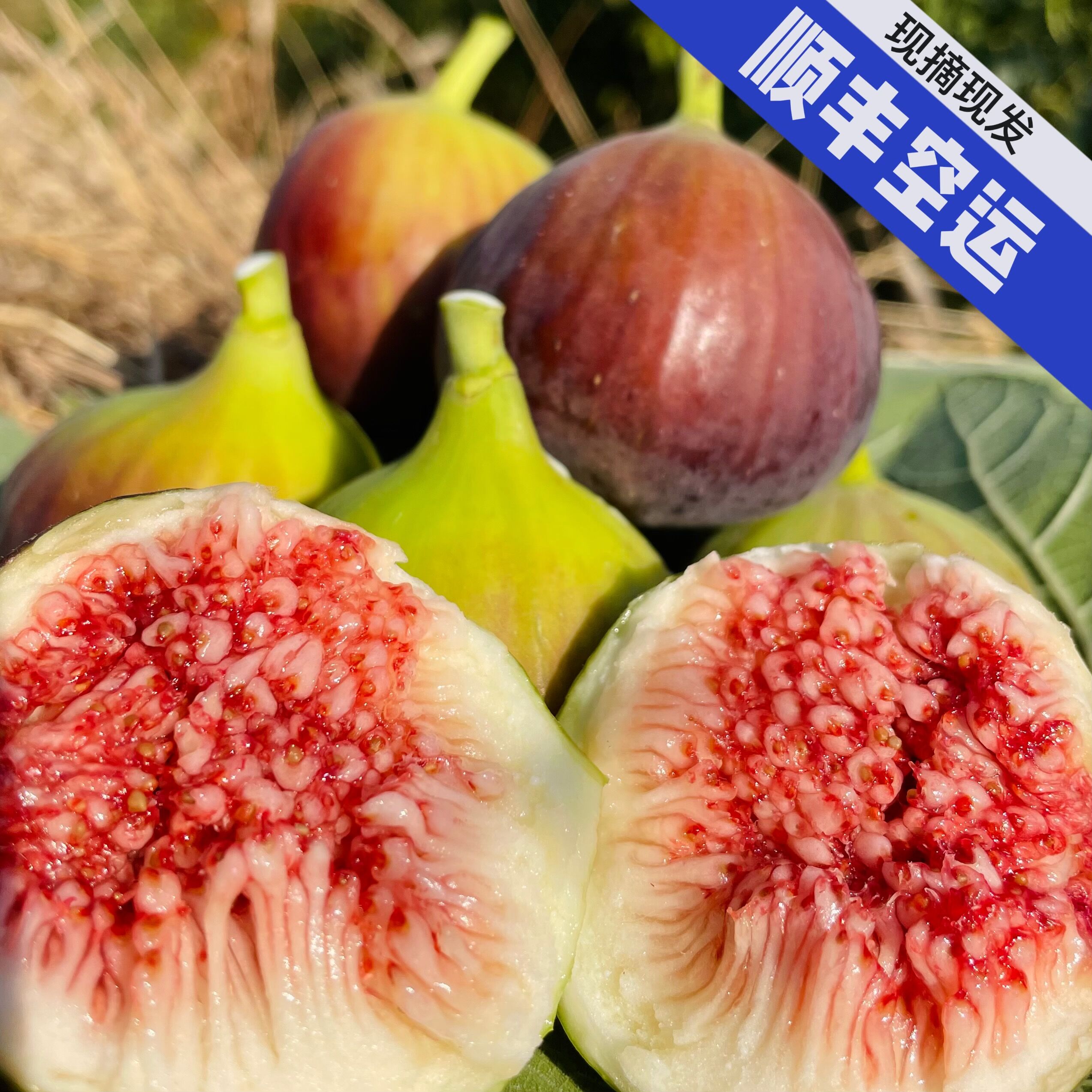 【顺丰空运】云南高山露天种植树上熟无花果农家自种现摘现发