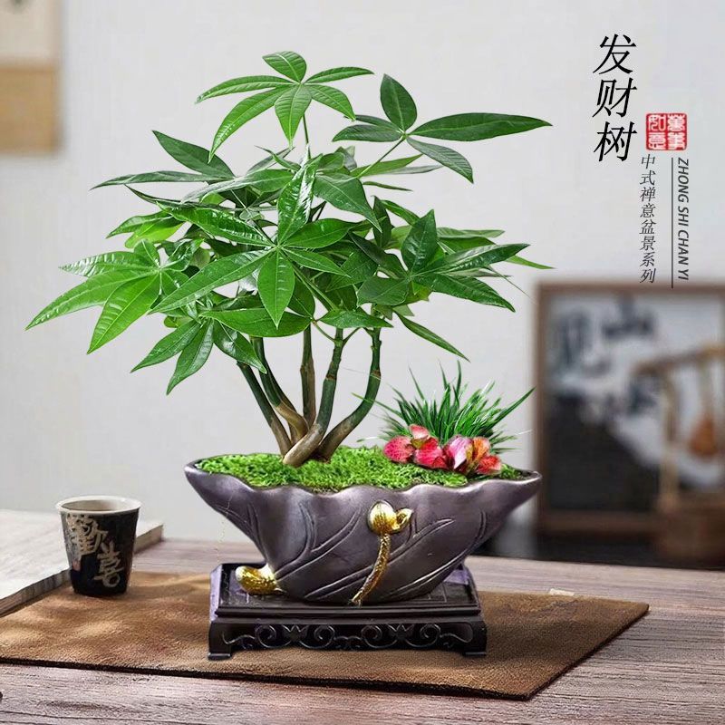 五福临门发财树盆栽创意五辫子造型盆景桌面创意绿植趣味四季常绿