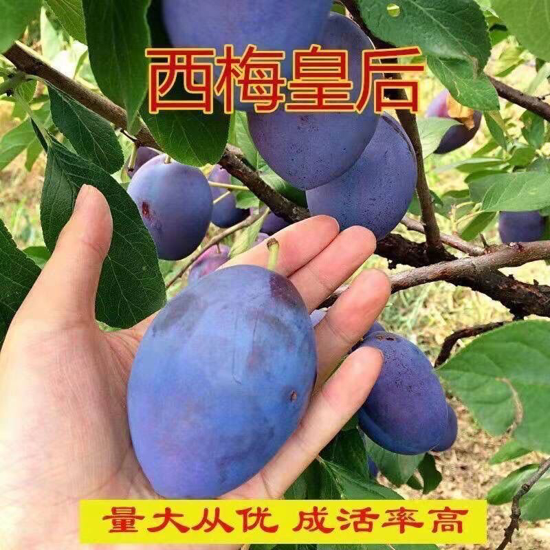 西梅树苗嫁接法兰西西梅皇后大果纯甜无酸可盆栽地栽南方北方种植