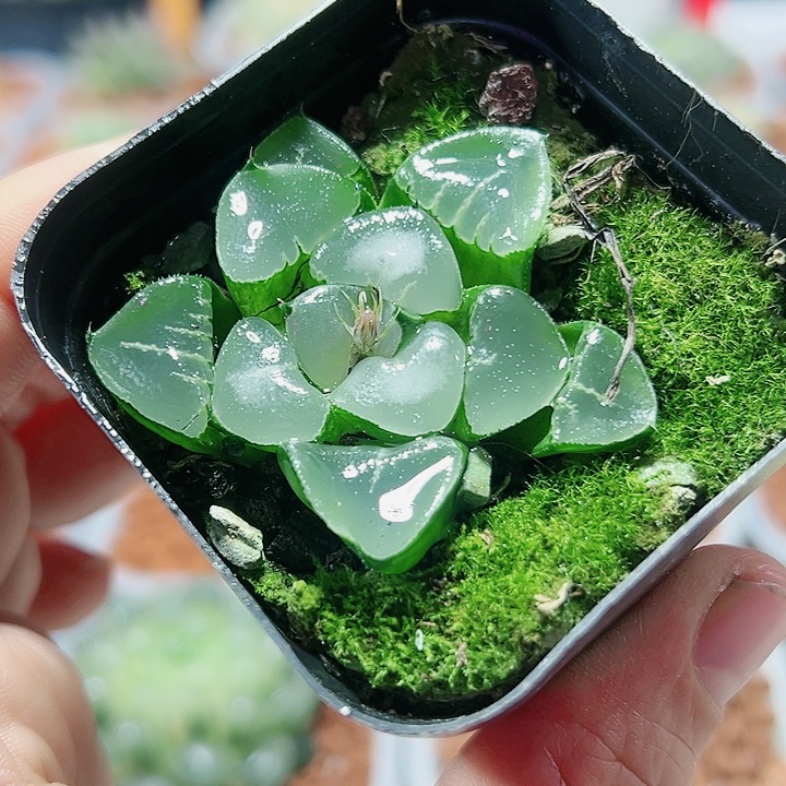 十二卷多肉姬翠寿