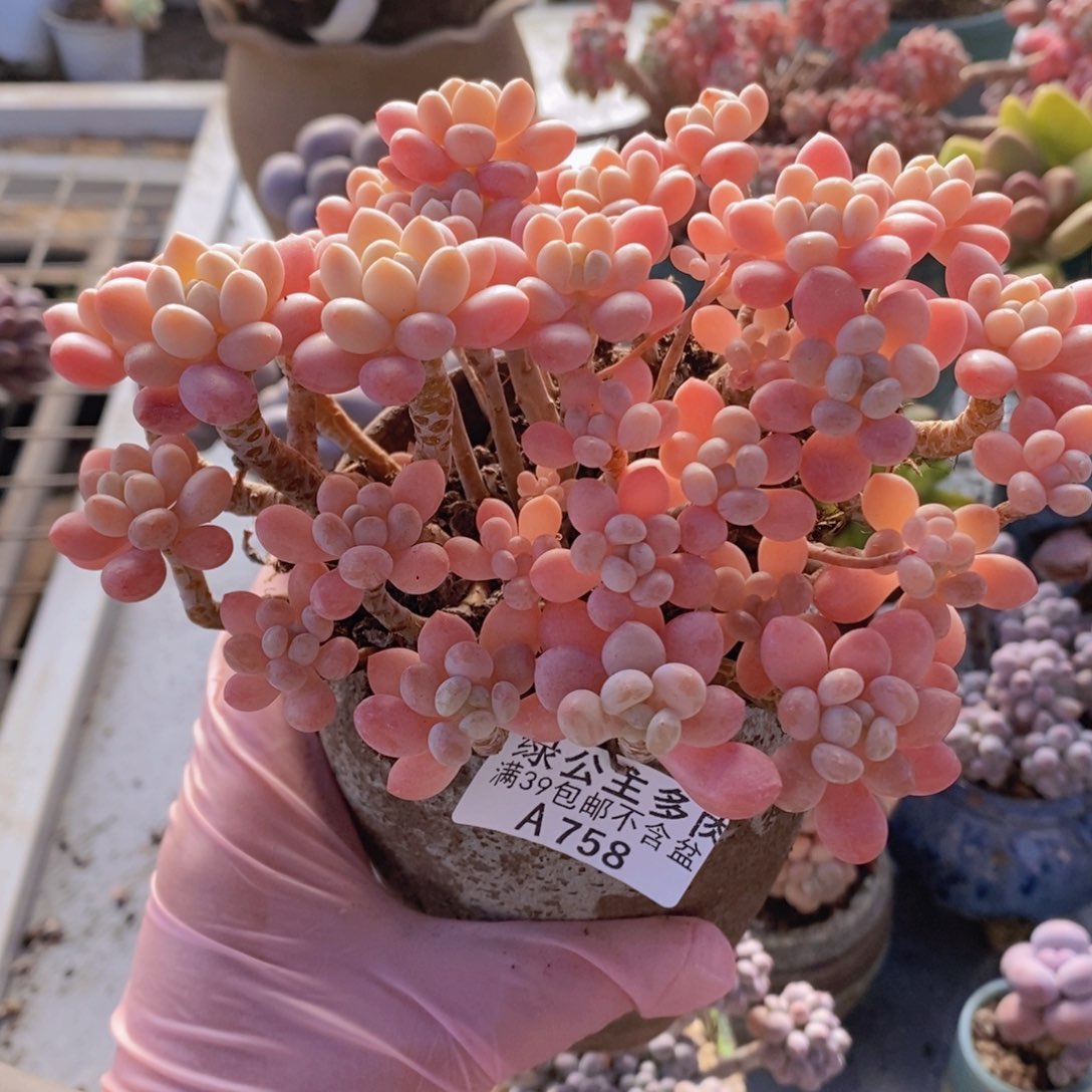 冰淇淋鱼子酱15cm758多肉植物